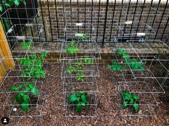 Kevin Finke's Vegetable Garden