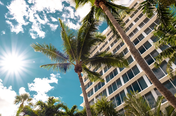 Miami palm trees Miami palm trees